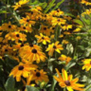 Meet your Posher, Cassandra